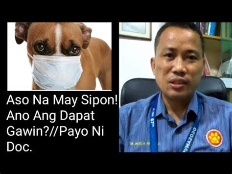 Mabigat ang Paghinga ng Aso: 9 Dahilan At Ano ang Dapat.